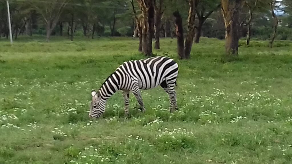 シマウマの写真